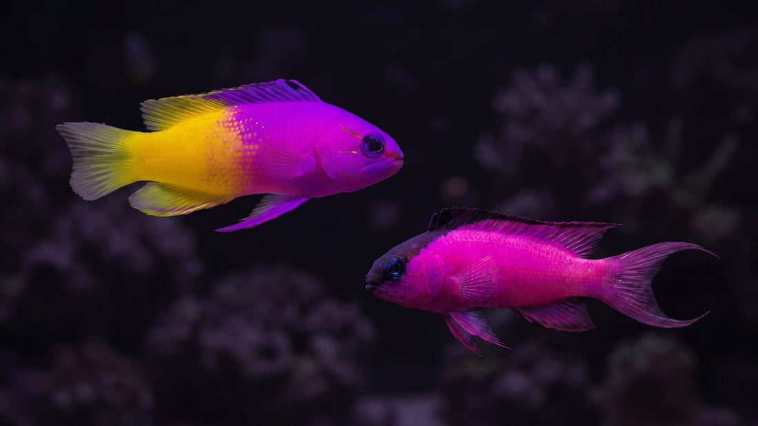 Royal Gramma Basslet and Blackcap Basslet — Royal Gramma vs. Basslet: The Ultimate Compatibility Guide for Your Reef Tank