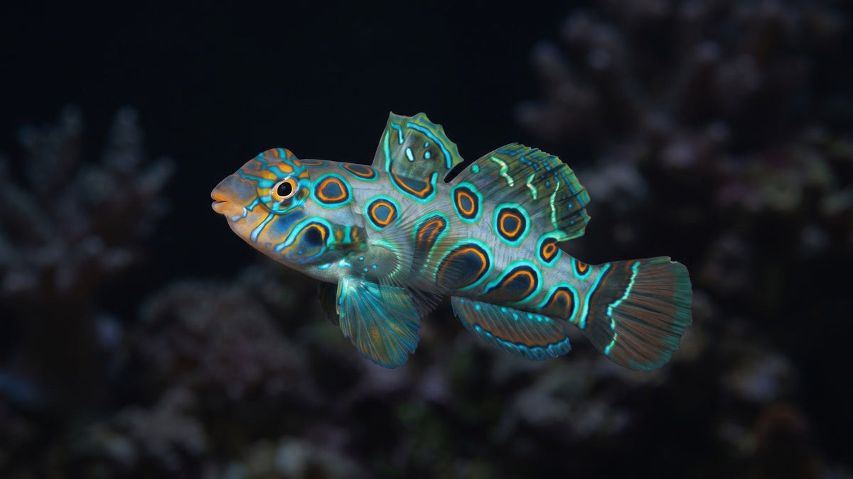 Spotted Mandarin — The Reef Keeper's Timeline: When is Your Tank Truly Ready for a Mandarin Dragonet?