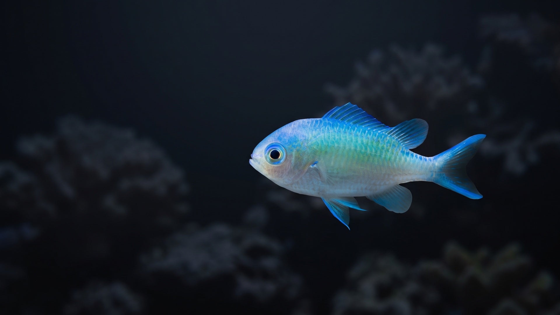 Green Chromis — Chromis Tank Size Requirements: The Definitive Guide for Stable Groups
