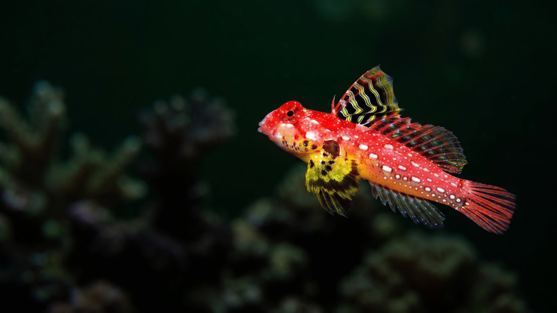 Red Mandarin Dragonet — The Ultimate Guide: How to Train Your Mandarin Goby to Eat Prepared Foods