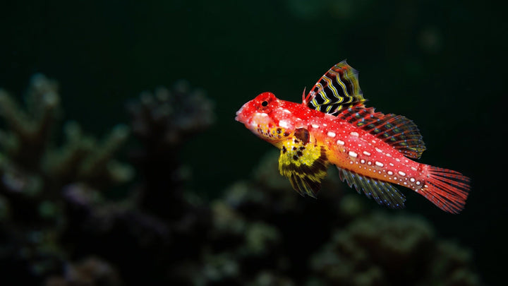 Red Mandarin Dragonet — The Ultimate Guide: How to Train Your Mandarin Goby to Eat Prepared Foods