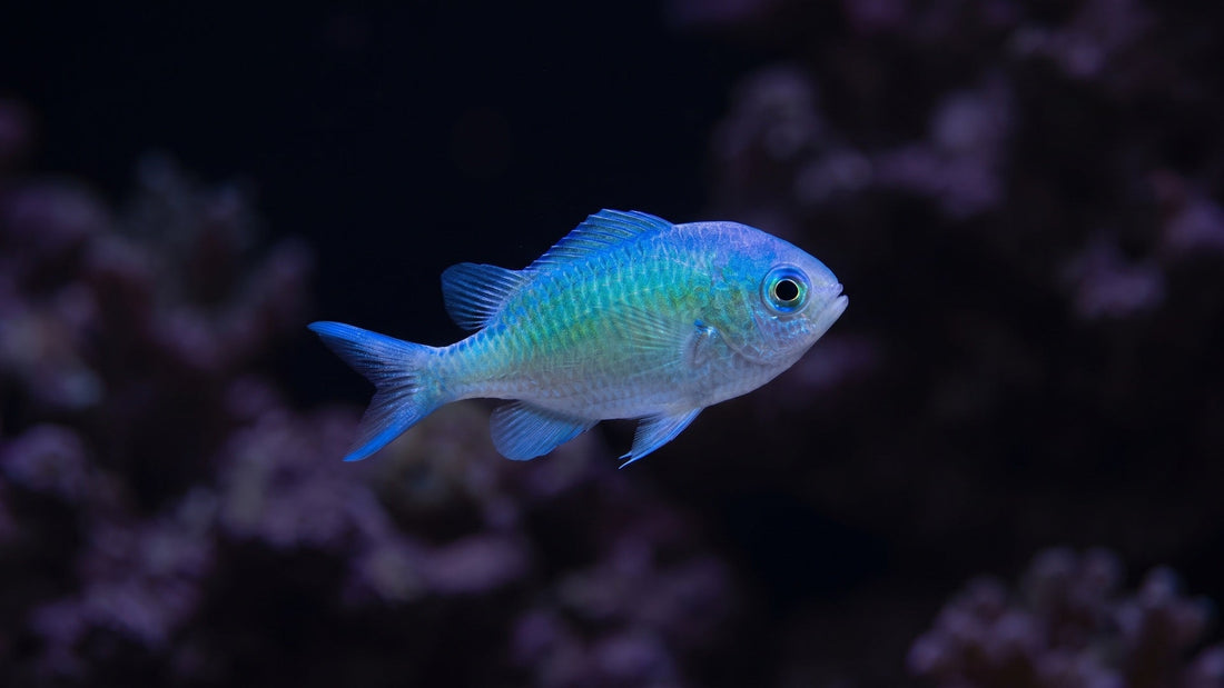 Green Chromis — Why Chromis Don't Actually School Long-Term (and What to Do About It)