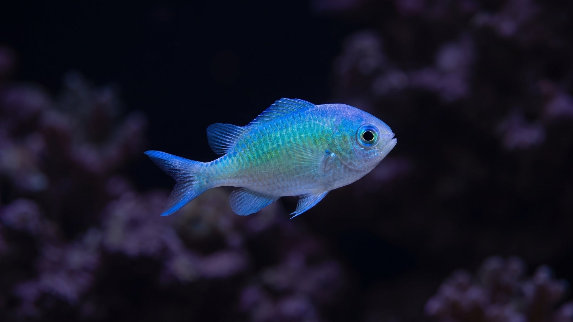 Green Chromis — Why Chromis Don't Actually School Long-Term (and What to Do About It)