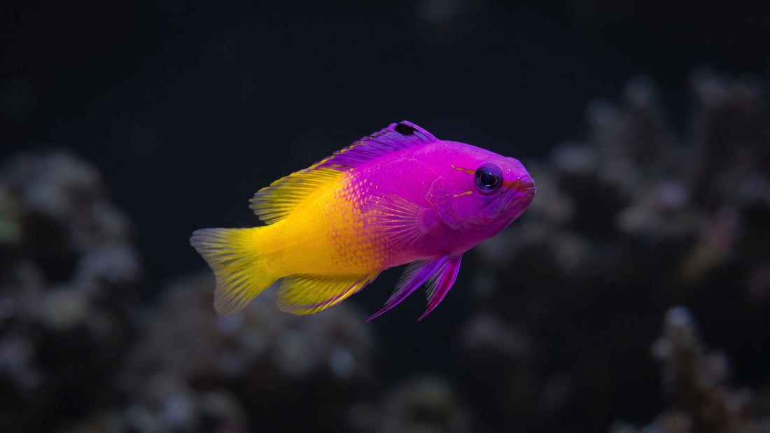 Royal Gramma Basslet — The Royal Rumble: Understanding and Managing Royal Gramma Aggression