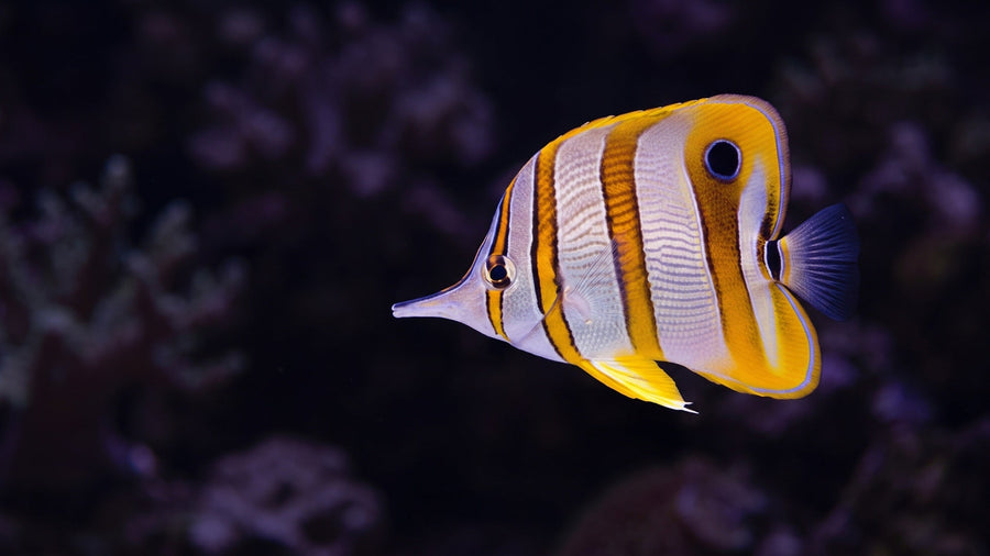 Copperband Butterflyfish — Why Butterflyfish Fail in Reef Tanks: A Complete Guide to Success