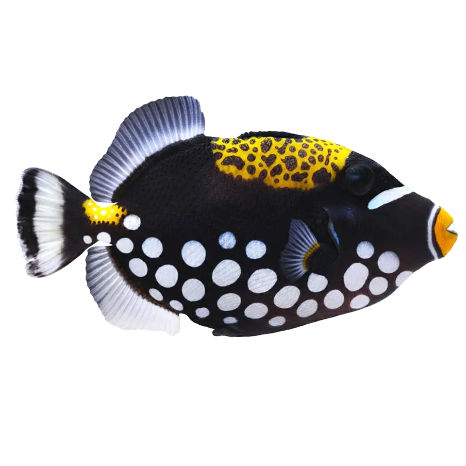 Triggerfish