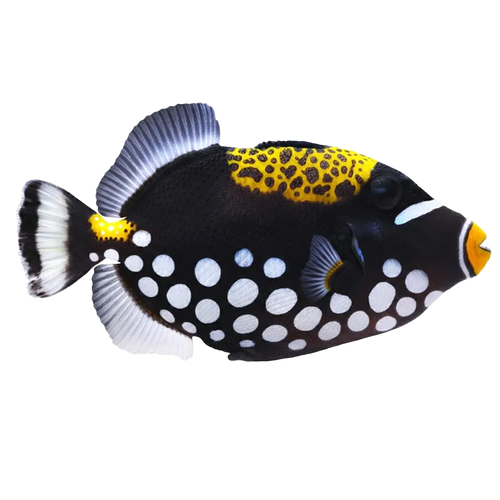 Triggerfish