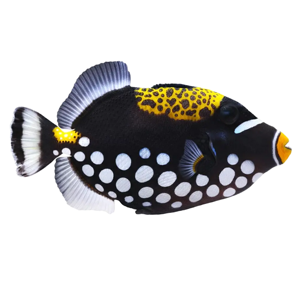 Triggerfish
