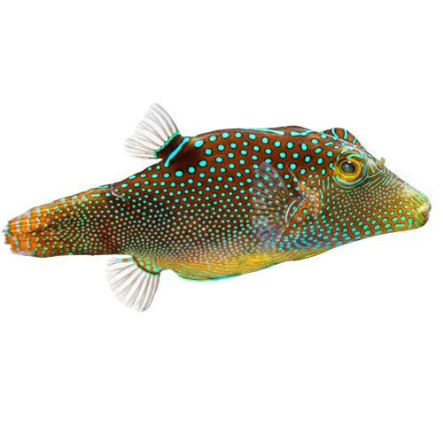 Pufferfish