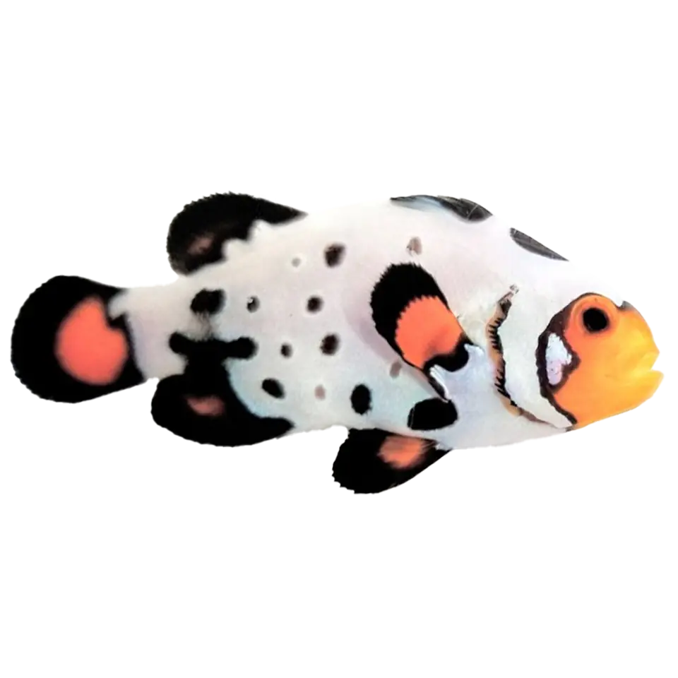 Clownfish for Sale
