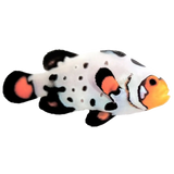 Captive-Bred Clownfish