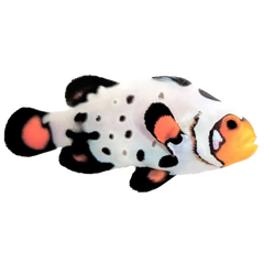 Captive-Bred Clownfish