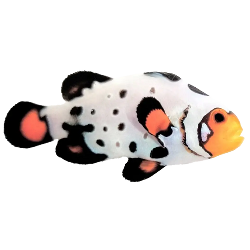 Clownfish