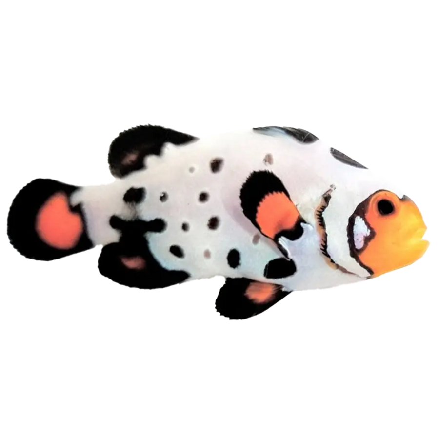 Clownfish
