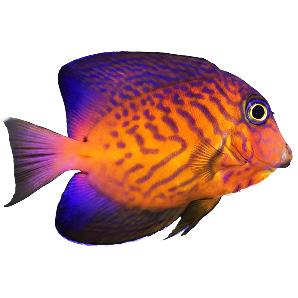 Tangs
