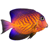 Tangs