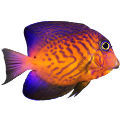Tangs