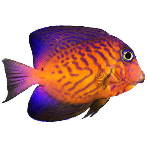 Tangs
