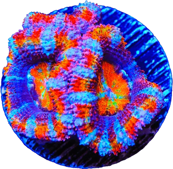 Acans