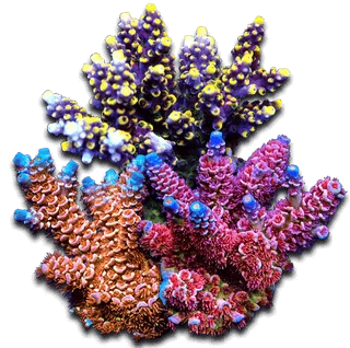 Acropora