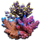 Acropora