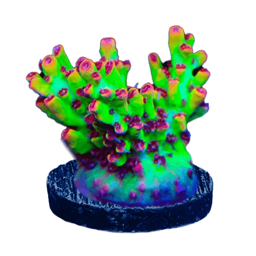 Acropora