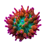 Anemones