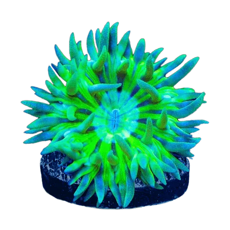 Beginner Corals