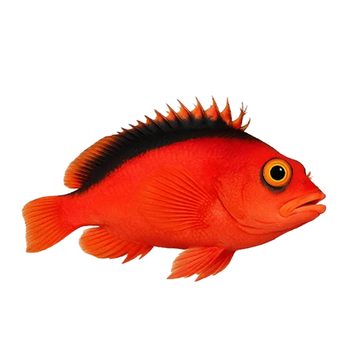 Beautiful view of Easy-To-Care-For Beginner Fish For Reef Tanks For Sale