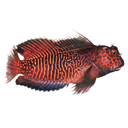 Blennies