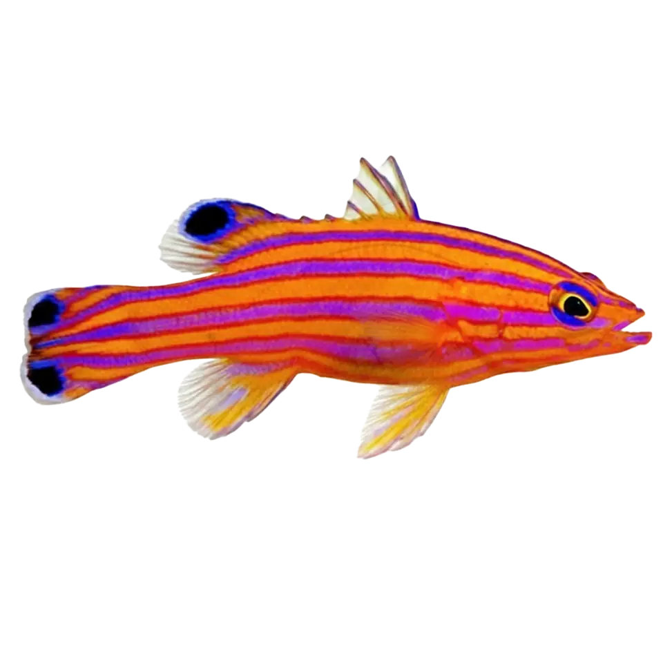 Basslets – Top Shelf Aquatics