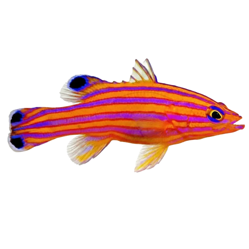 Basslets
