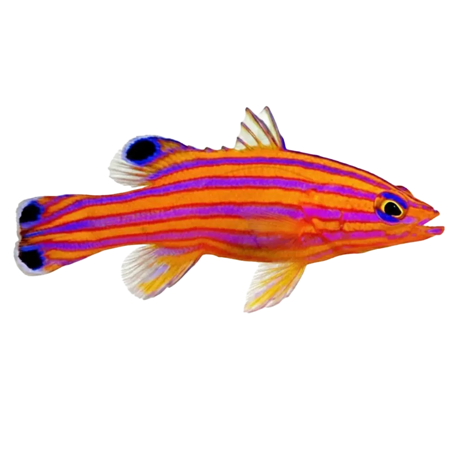 Basslets
