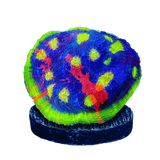 Chalice Corals