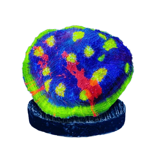 Chalice Corals