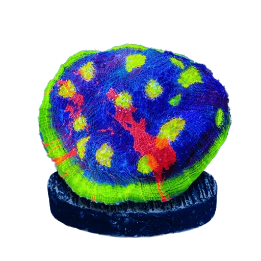 Chalice Corals