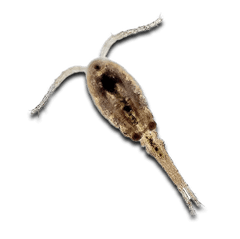 Copepods