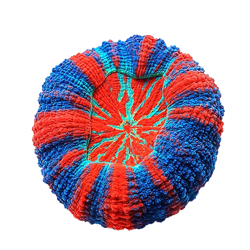 Coral Colonies