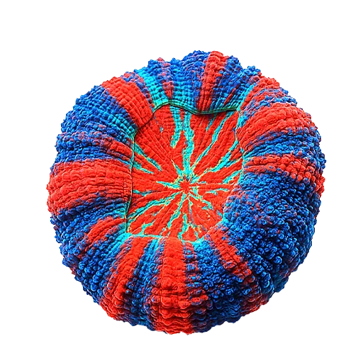 Coral Colonies