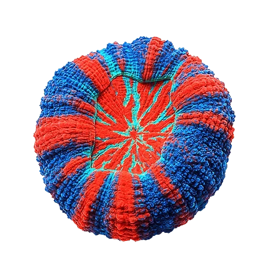 Live Corals for Sale