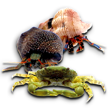 Saltwater Aquarium Crabs