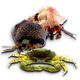 Crabs