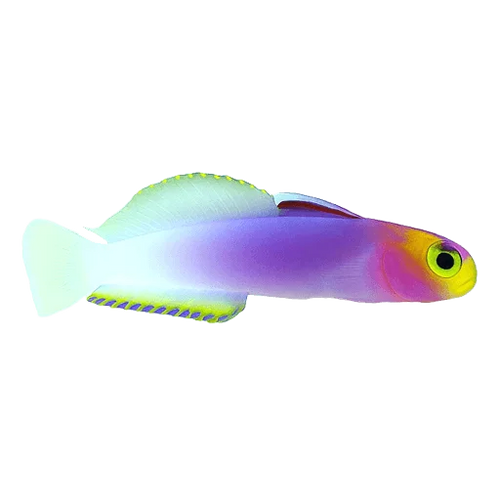 Gobies