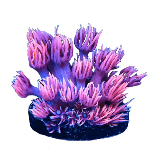 Goniopora