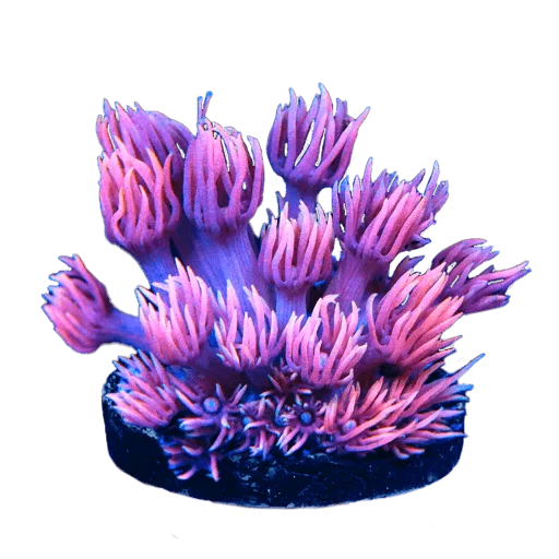 Goniopora