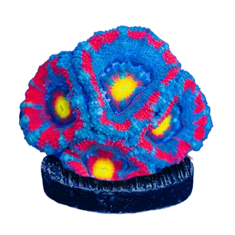 LPS Corals