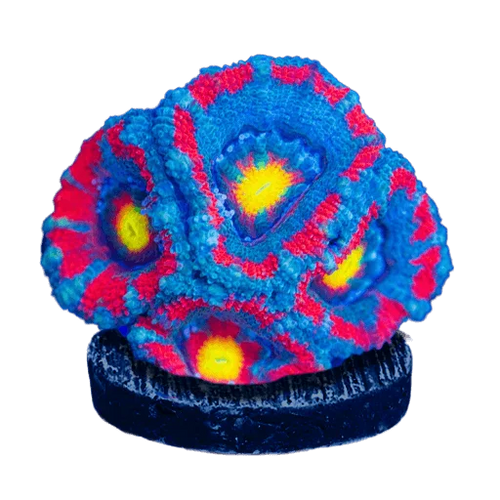 LPS Corals