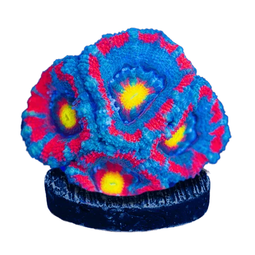 LPS Corals