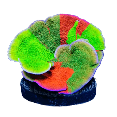 Montipora