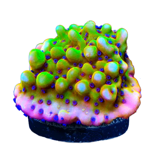 Montipora
